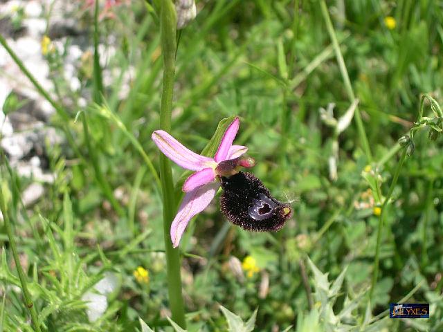 ophrys bertolonii.JPG